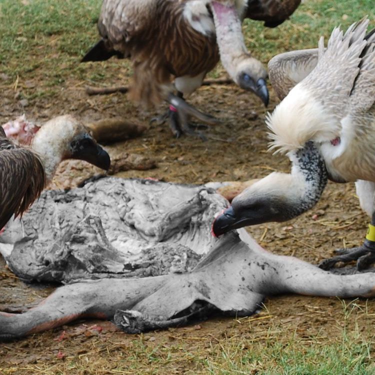 bgimage