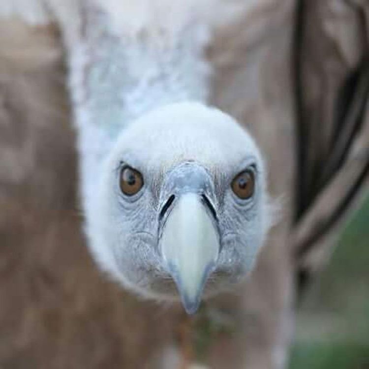 bgimage