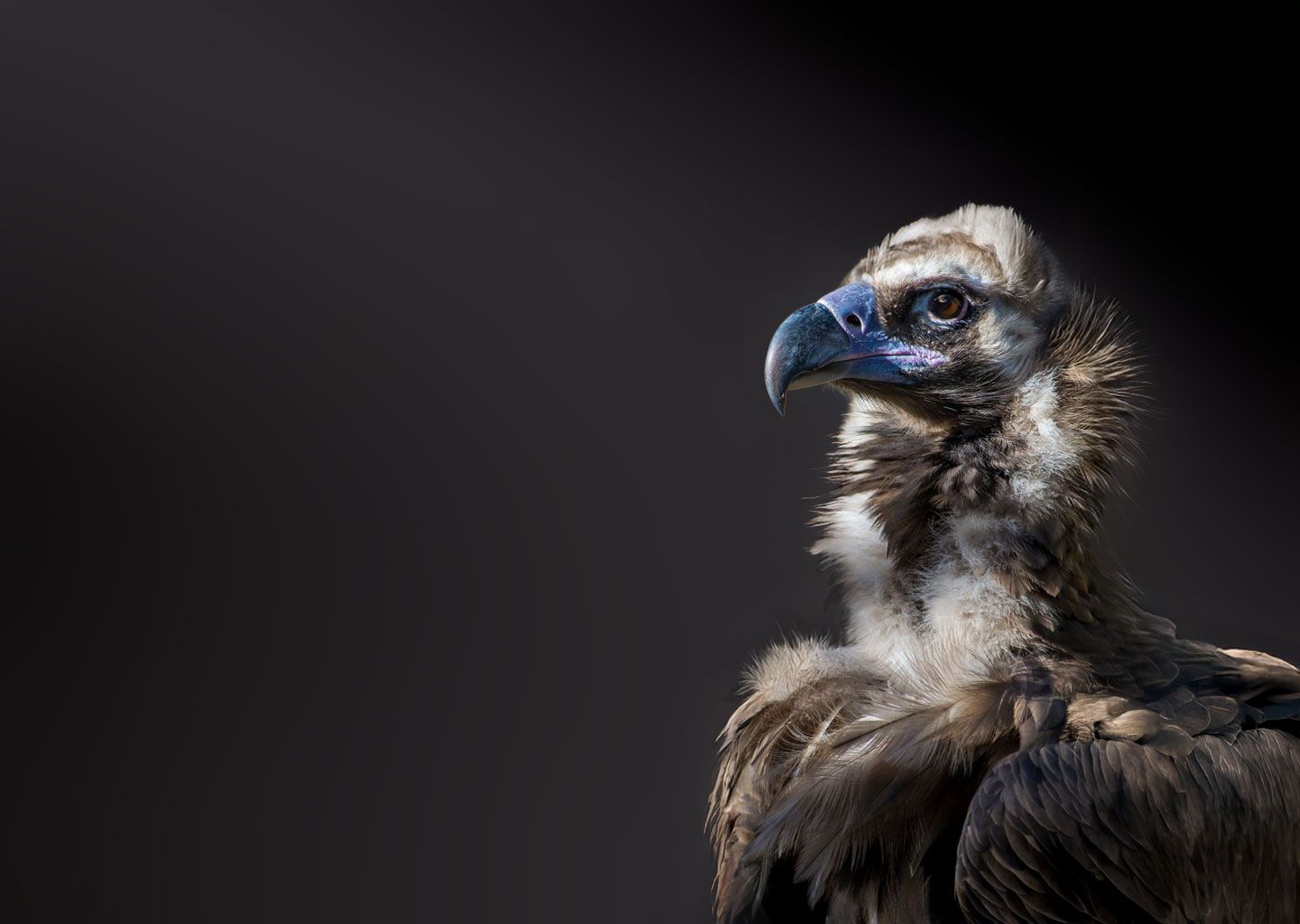 African Vulture SAFE
